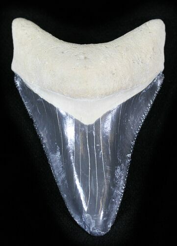 Serrated  Bone Valley Megalodon Tooth #22896